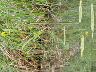 20250519_Spreewald_ (17)